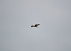 Arendbuizerd (long-legged buzzard) (buteo rufinus) - kloof bij Yolin Am (8)